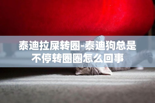 泰迪拉屎轉圈-泰迪狗總是不停轉圈圈怎么回事