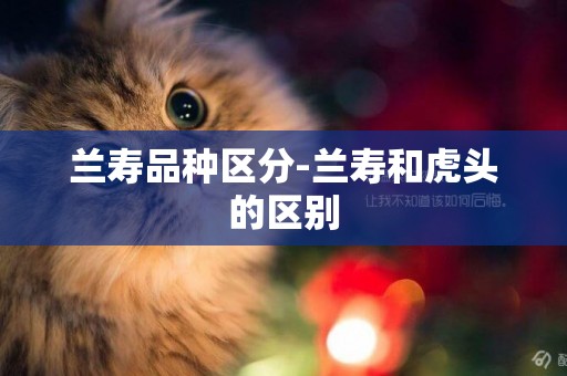 蘭壽品種區分-蘭壽和虎頭的區別