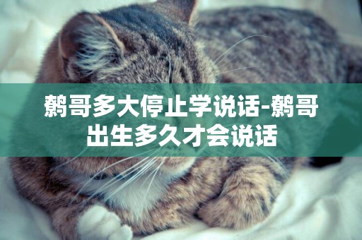 鷯哥多大停止學說話-鷯哥出生多久才會說話