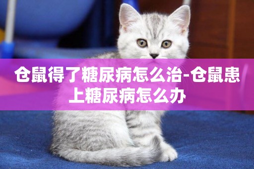 倉鼠得了糖尿病怎么治-倉鼠患上糖尿病怎么辦