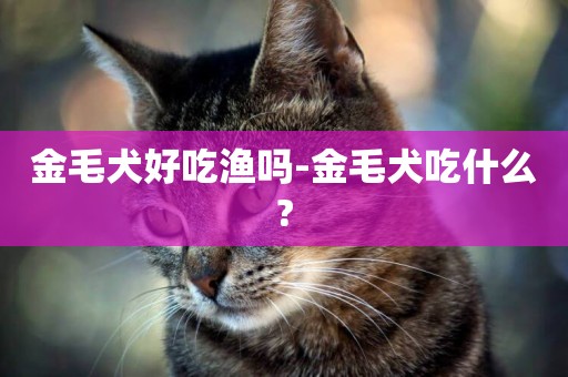 金毛犬好吃漁嗎-金毛犬吃什么?