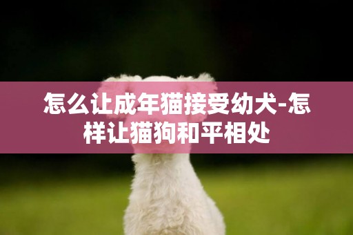 怎么讓成年貓接受幼犬-怎樣讓貓狗和平相處
