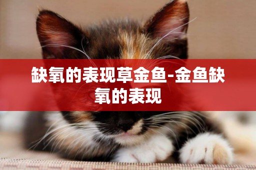 缺氧的表現草金魚-金魚缺氧的表現