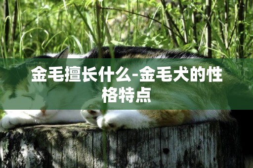 金毛擅長什么-金毛犬的性格特點