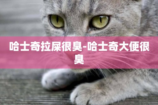 哈士奇拉屎很臭-哈士奇大便很臭
