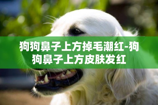 狗狗鼻子上方掉毛潮紅-狗狗鼻子上方皮膚發紅