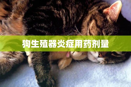 狗生殖器炎癥用藥劑量