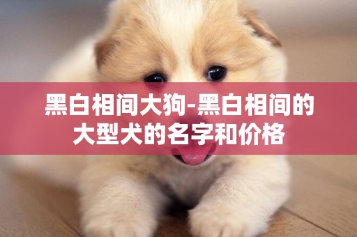 黑白相間大狗-黑白相間的大型犬的名字和價格