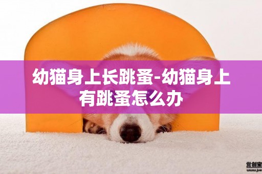 幼貓身上長跳蚤-幼貓身上有跳蚤怎么辦