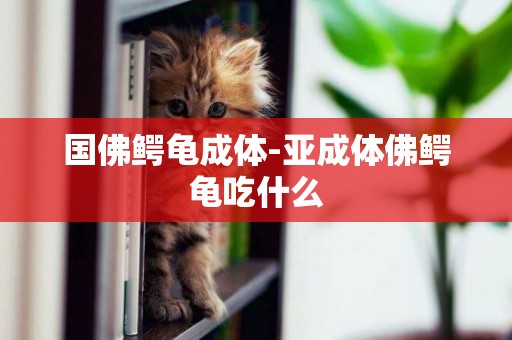 國佛鱷龜成體-亞成體佛鱷龜吃什么