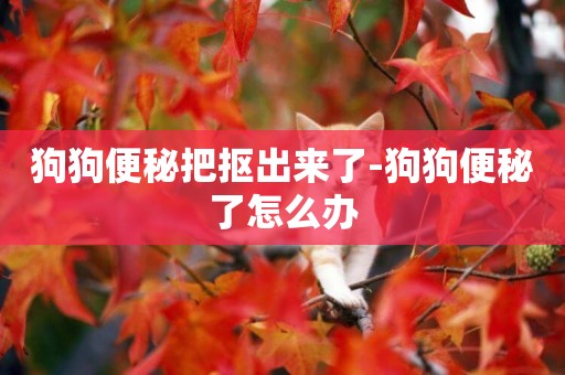 狗狗便秘把摳出來了-狗狗便秘了怎么辦
