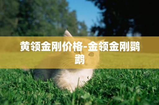 黃領金剛價格-金領金剛鸚鵡