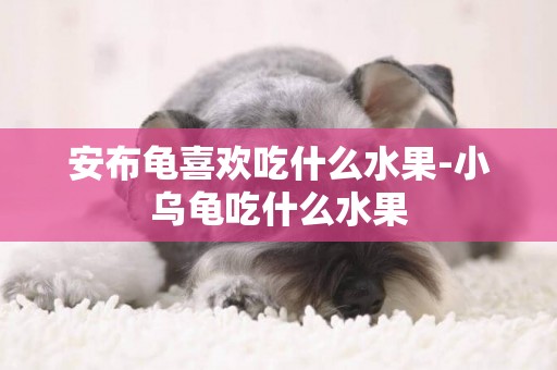 安布龜喜歡吃什么水果-小烏龜吃什么水果