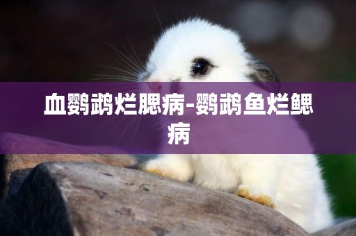 血鸚鵡爛腮病-鸚鵡魚爛鰓病