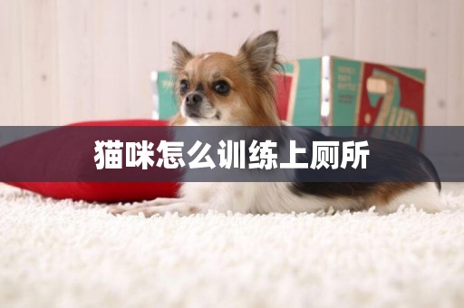 貓咪怎么訓練上廁所