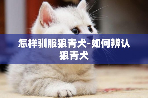 怎樣馴服狼青犬-如何辨認狼青犬