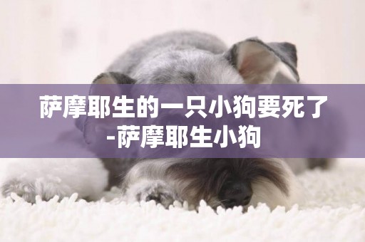 薩摩耶生的一只小狗要死了-薩摩耶生小狗
