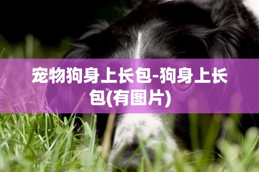 寵物狗身上長包-狗身上長包(有圖片)