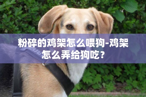 粉碎的雞架怎么喂狗-雞架怎么弄給狗吃？