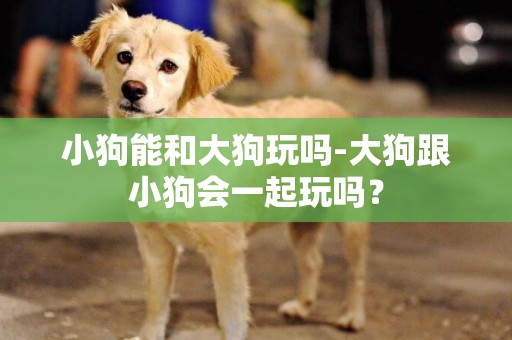 小狗能和大狗玩嗎-大狗跟小狗會一起玩嗎？