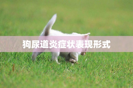 狗尿道炎癥狀表現形式