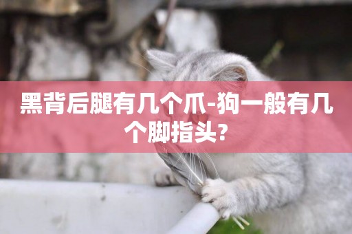 黑背后腿有幾個爪-狗一般有幾個腳指頭?