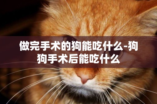 做完手術的狗能吃什么-狗狗手術后能吃什么