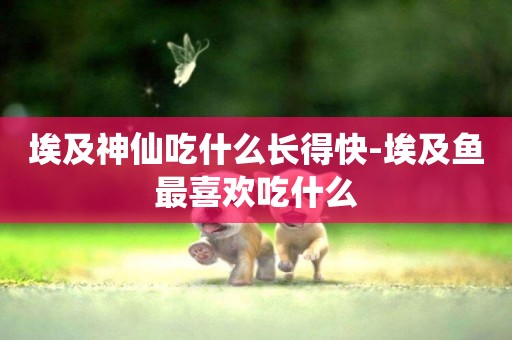 埃及神仙吃什么長得快-埃及魚最喜歡吃什么