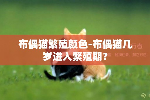 布偶貓繁殖顏色-布偶貓幾歲進入繁殖期？
