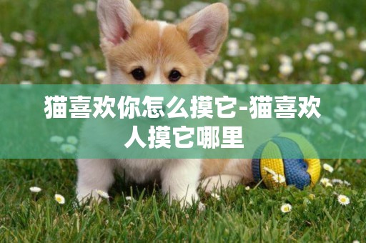 貓喜歡你怎么摸它-貓喜歡人摸它哪里
