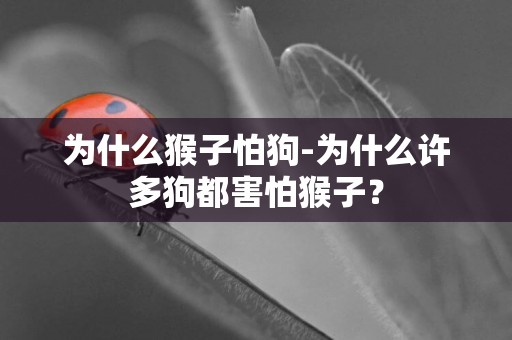為什么猴子怕狗-為什么許多狗都害怕猴子？
