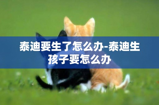 泰迪要生了怎么辦-泰迪生孩子要怎么辦