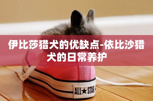 伊比莎獵犬的優缺點-依比沙獵犬的日常養護