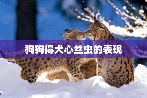 狗狗得犬心絲蟲的表現