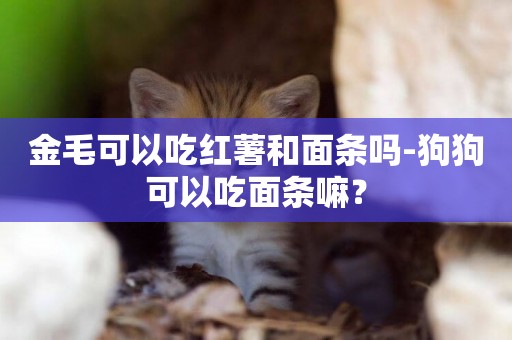 金毛可以吃紅薯和面條嗎-狗狗可以吃面條嘛？
