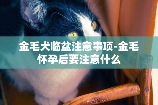 金毛犬臨盆注意事項-金毛懷孕后要注意什么