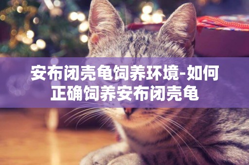 安布閉殼龜飼養環境-如何正確飼養安布閉殼龜