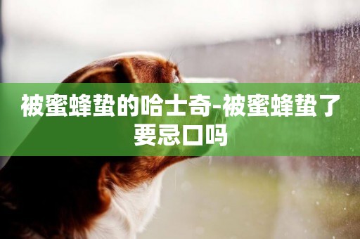 被蜜蜂蟄的哈士奇-被蜜蜂蟄了要忌口嗎