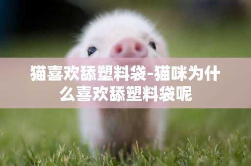 貓喜歡舔塑料袋-貓咪為什么喜歡舔塑料袋呢