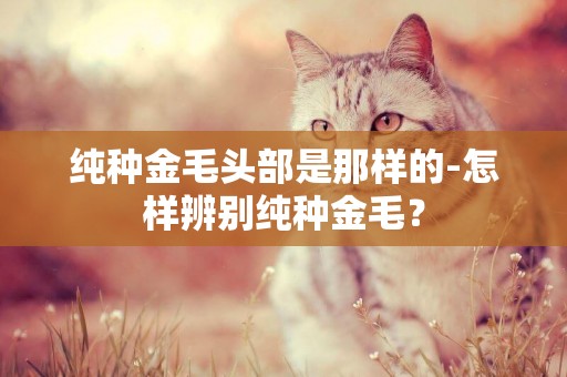 純種金毛頭部是那樣的-怎樣辨別純種金毛？