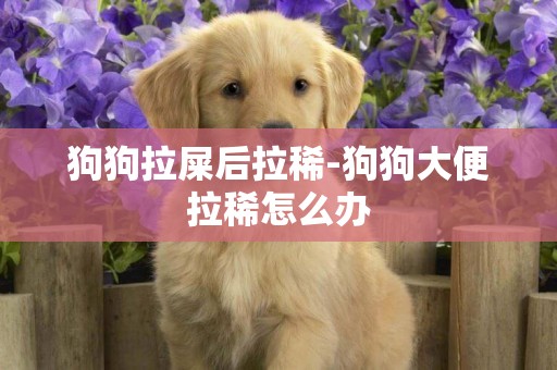 狗狗拉屎后拉稀-狗狗大便拉稀怎么辦