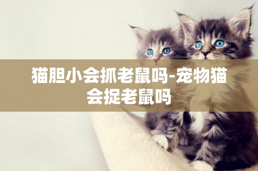 貓膽小會抓老鼠嗎-寵物貓會捉老鼠嗎