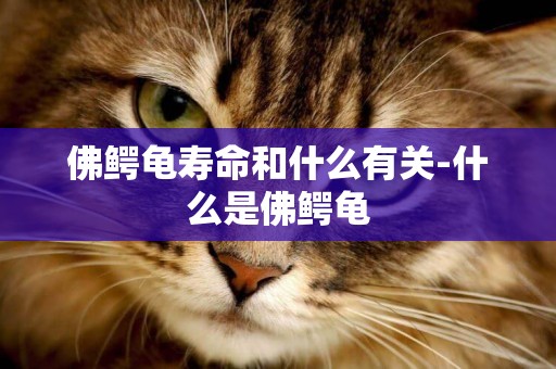 佛鱷龜壽命和什么有關-什么是佛鱷龜