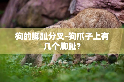 狗的腳趾分叉-狗爪子上有幾個腳趾？