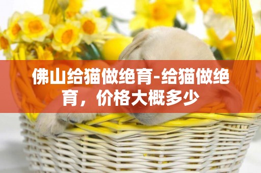 佛山給貓做絕育-給貓做絕育，價格大概多少