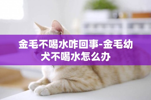 金毛不喝水咋回事-金毛幼犬不喝水怎么辦