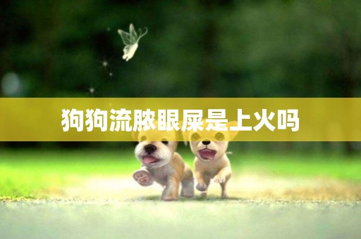 狗狗流膿眼屎是上火嗎