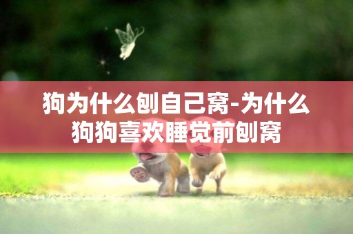 狗為什么刨自己窩-為什么狗狗喜歡睡覺前刨窩