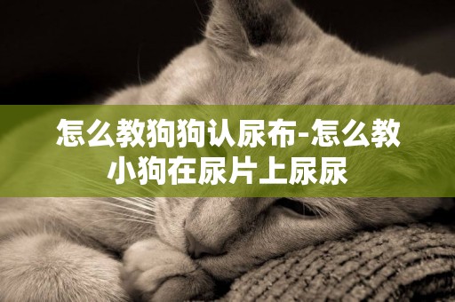 怎么教狗狗認尿布-怎么教小狗在尿片上尿尿