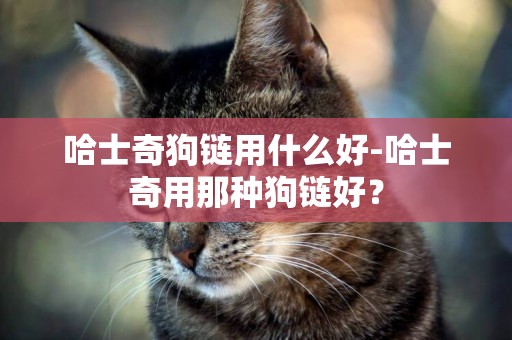 哈士奇狗鏈用什么好-哈士奇用那種狗鏈好？